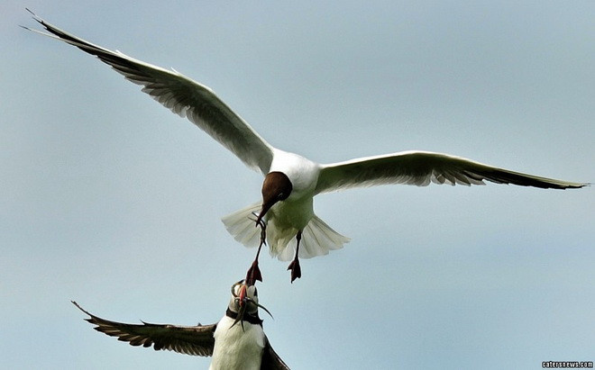 Bỗng nhiên, con mòng biển lao tới để cướp thức ăn. (Nguồn: Caters News Agency) 
