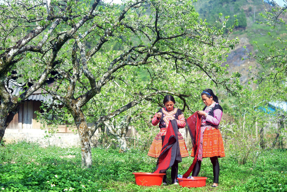 Phụ nữ dân tộc Mông ở bản Tà Phềnh, xã Tân Lập, huyện Mộc Châu thêu trang phục truyền thống bên vườn mận của gia đình. (Ảnh: Quang Quyết/TTXVN)