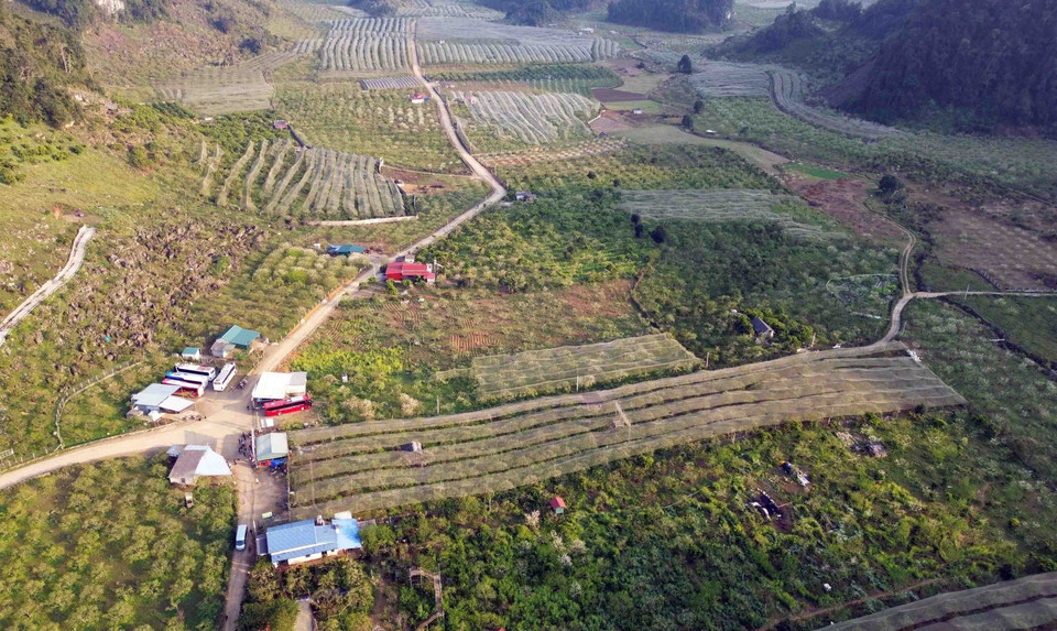  Trên địa bàn huyện Mộc Châu, hoa mận nở đẹp ở nhiều khu vực như thung lũng Nà Ka, Mu Náu, bản Pa Phách và các tiểu khu 84, 86, Cờ Đỏ, khu vực rừng thông bản Áng... (Ảnh: Quang Quyết/TTXVN)