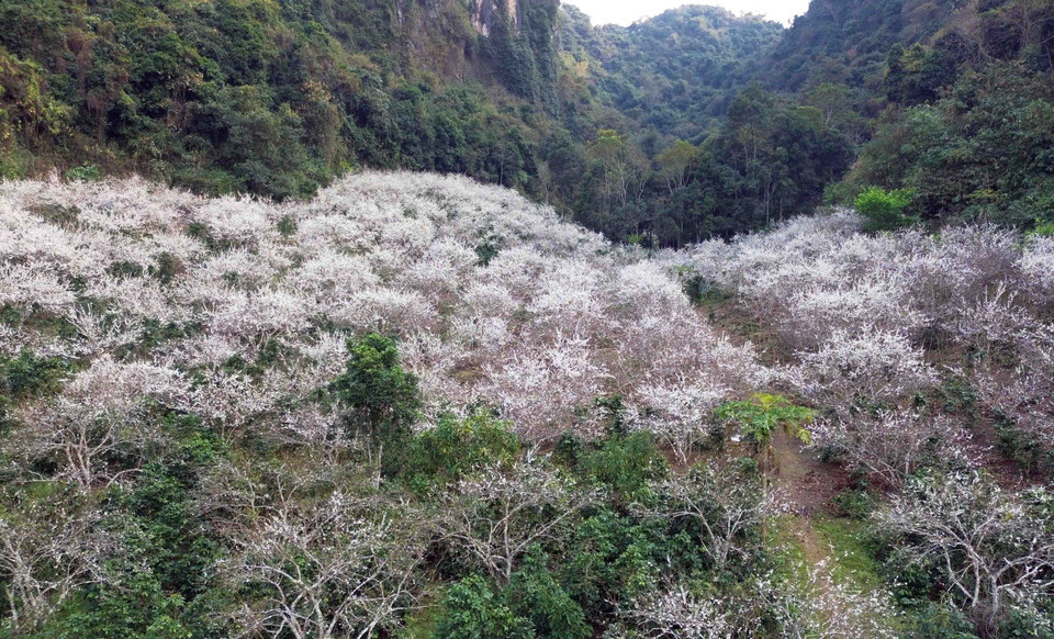 Tùy vào thời tiết, khí hậu, hoa mận bung nở từ tháng 1 đến tháng 2 hàng năm, nở rộ trong khoảng 7-10 ngày. (Ảnh: Quang Quyết/TTXVN)