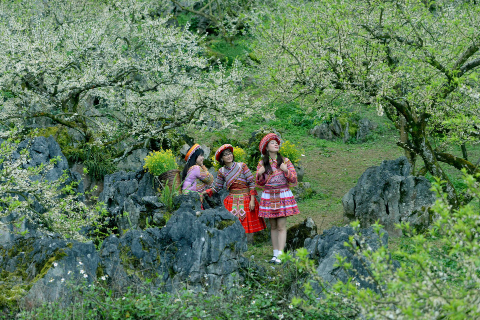 Khách đến tham quan, trải nghiệm tại vườn mận của gia đình anh Giàng A Sáng ở thung lũng Nà Ka, huyện Mộc Châu. (Ảnh: Quang Quyết/TTXVN)