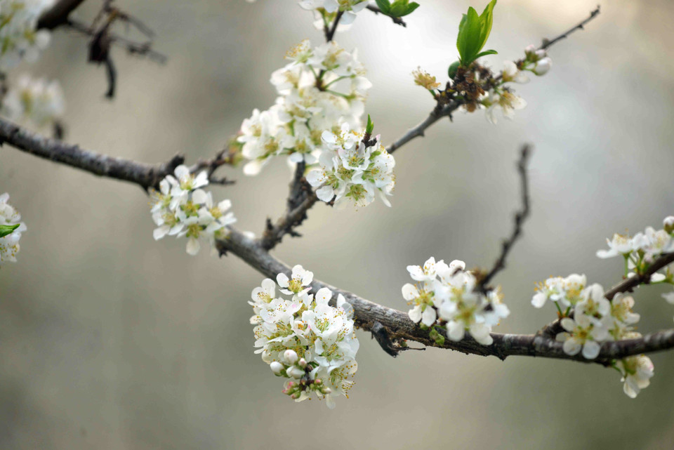 Tùy vào thời tiết, khí hậu, hoa mận bung nở từ tháng 1 đến tháng 2 hàng năm, nở rộ trong khoảng 7 - 10 ngày. (Ảnh: Quang Quyết/TTXVN)