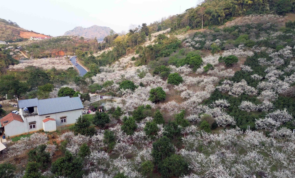 Gia đình bà Quàng Thị Anh ở bản Hôm, xã Chiềng Cọ, thành phố Sơn La có hơn 10ha mận, trồng tập trung và trồng xen vườn cây càphê, cách trung tâm thành phố khoảng 4km, cạnh Quốc lộ 6 nên rất thuận tiện cho việc mở cửa đón du khách. (Ảnh: Quang Quyết/TTXVN)