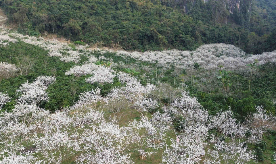 Tại thành phố Sơn La, khắp các triền đồi phủ kín sắc trắng của hoa mận, thu hút đông đảo du khách trong và ngoài tỉnh, nhân dân đến tham quan, trải nghiệm. (Ảnh: Quang Quyết/TTXVN)