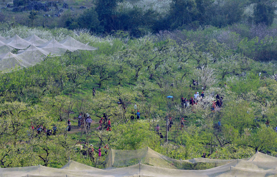  Trên địa bàn huyện Mộc Châu, hoa mận nở đẹp ở nhiều khu vực như thung lũng Nà Ka, Mu Náu, bản Pa Phách và các tiểu khu 84, 86, Cờ Đỏ, khu vực rừng thông bản Áng... (Ảnh: Quang Quyết/TTXVN)