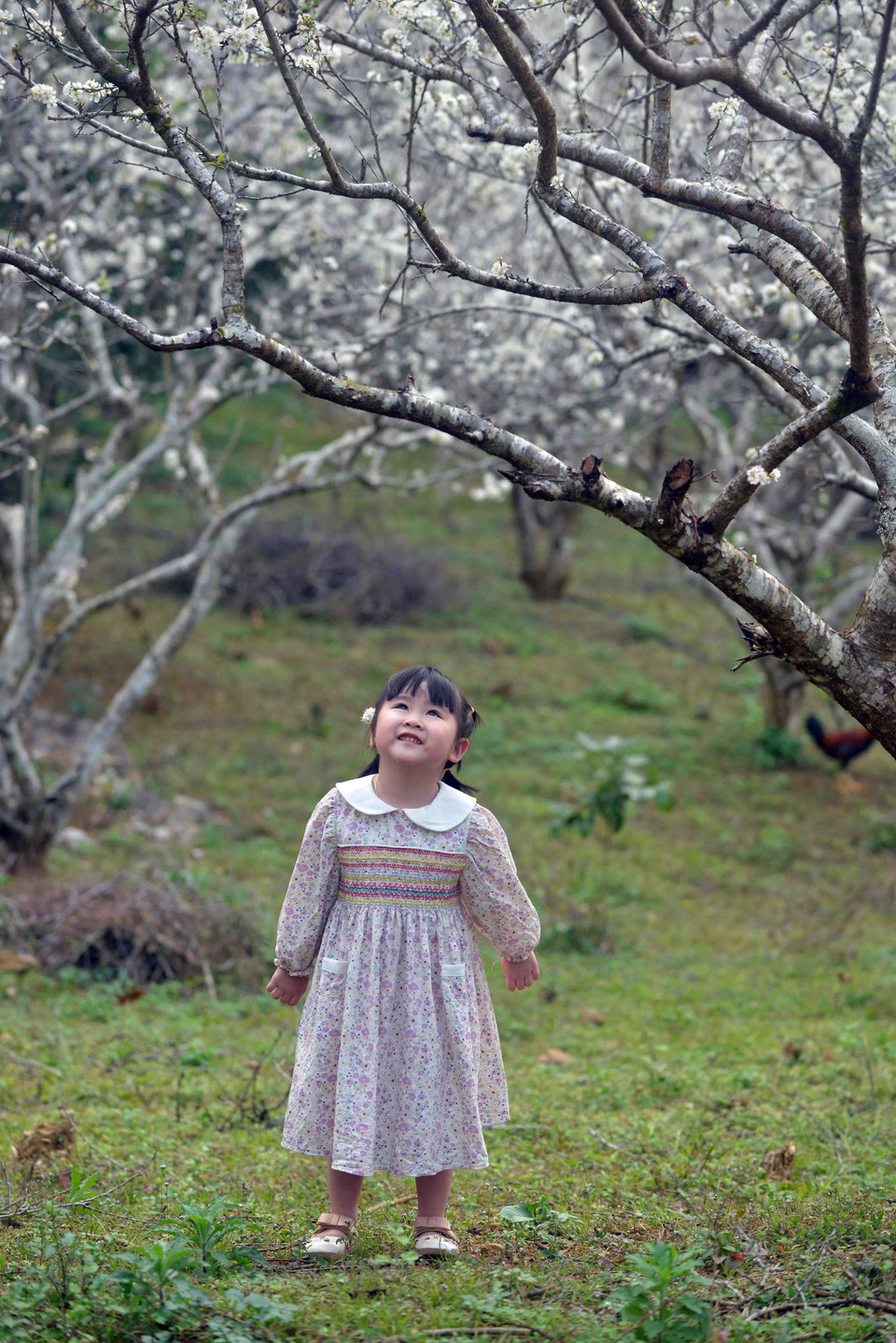 Các em nhỏ vô cùng thích thú khi được ngắm và chụp ảnh tại vườn mận mỗi dịp hoa nở rộ. (Ảnh: Quang Quyết/TTXVN)