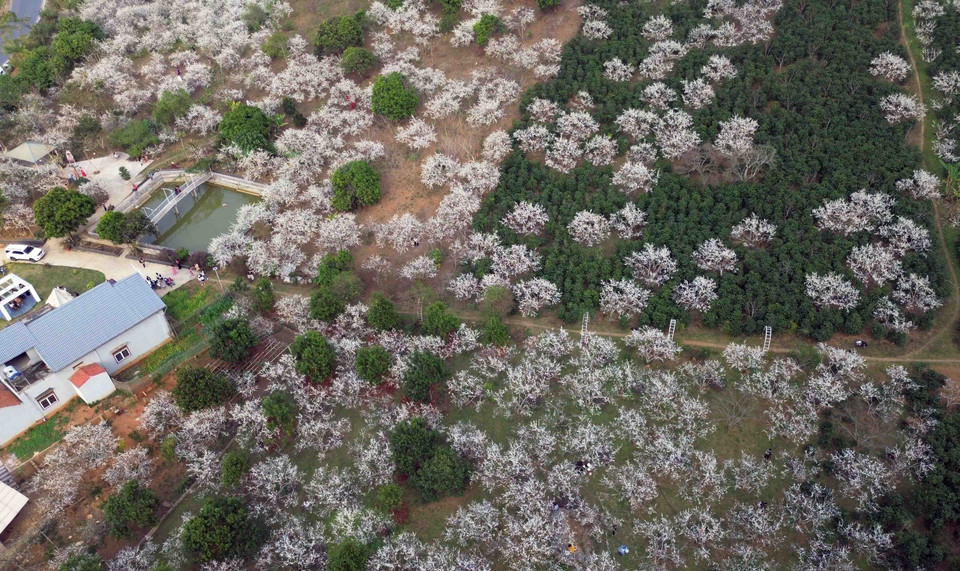 Gia đình bà Quàng Thị Anh ở bản Hôm, xã Chiềng Cọ, thành phố Sơn La có hơn 10ha mận, trồng tập trung và trồng xen vườn cây càphê, cách trung tâm thành phố khoảng 4km, cạnh Quốc lộ 6 nên rất thuận tiện cho việc mở cửa đón du khách. (Ảnh: Quang Quyết/TTXVN)