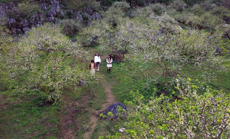 Khách đến tham quan, trải nghiệm tại vườn mận của gia đình anh Giàng A Sáng tại thung lũng Nà Ka, huyện Mộc Châu. (Ảnh: Quang Quyết/TTXVN)