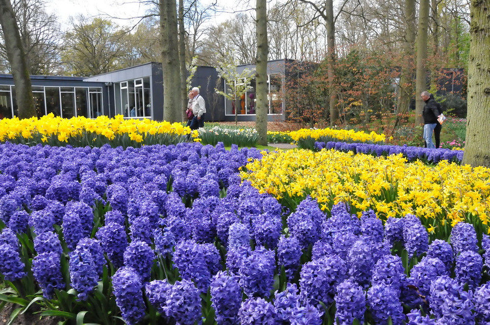 Vườn hoa Keukenhof với các loài hoa nhiều màu sắc. (Ảnh: Hương Giang/Vietnam+)