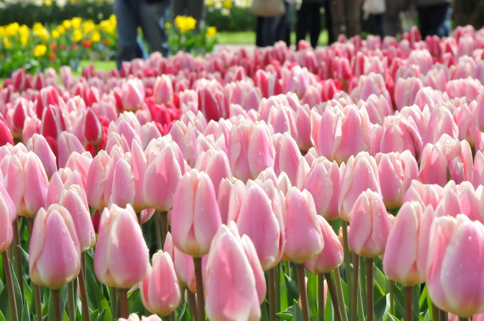 Vườn hoa Keukenhof với các loài hoa tulip nhiều màu sắc. (Ảnh: Hương Giang/Vietnam+)