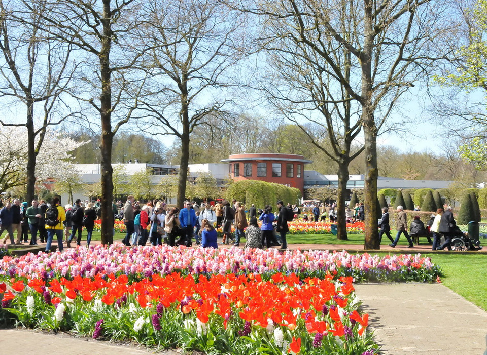 Vườn hoa Keukenhof với các loài hoa tulip nhiều màu sắc. (Ảnh: Hương Giang/Vietnam+)