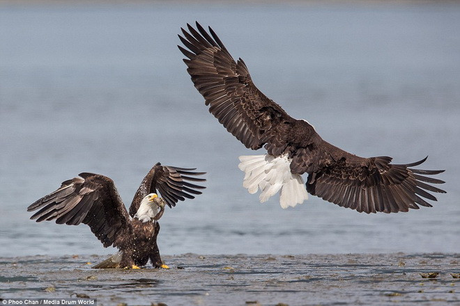 Hai con đại bàng tung ra những miếng đánh khá quyết liệt. (Nguồn: Daily Mail)