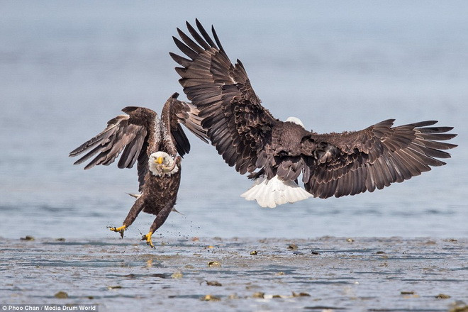 Hai con đại bàng cố giành phần thắng để được quyền bắt cá tại khu vực đó. (Nguồn: Daily Mail)