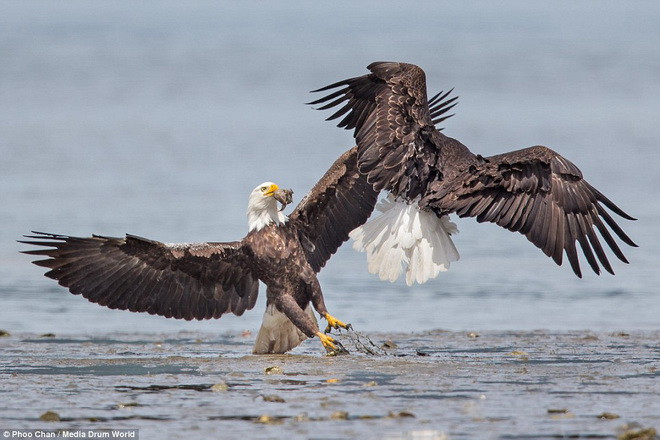 Hai con đại bàng tranh giành nhau một chú cá. (Nguồn: Daily Mail)