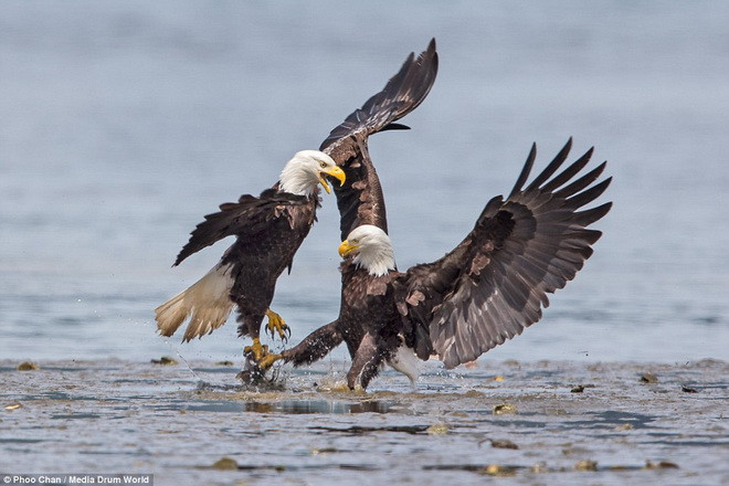 Hai con đại bàng tung ra những miếng đánh khá quyết liệt. (Nguồn: Daily Mail)