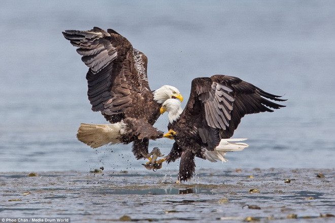 Thức ăn chủ yếu của đại bàng đầu trắng là cá và một số loài động vật khác như thỏ, sóc, hải ly... (Nguồn: Daily Mail)
