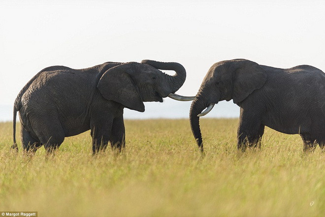Hai chú voi đã chủ động tách đàn của mình để trao nhau tình cảm yêu thương. (Nguồn: Daily Mail)