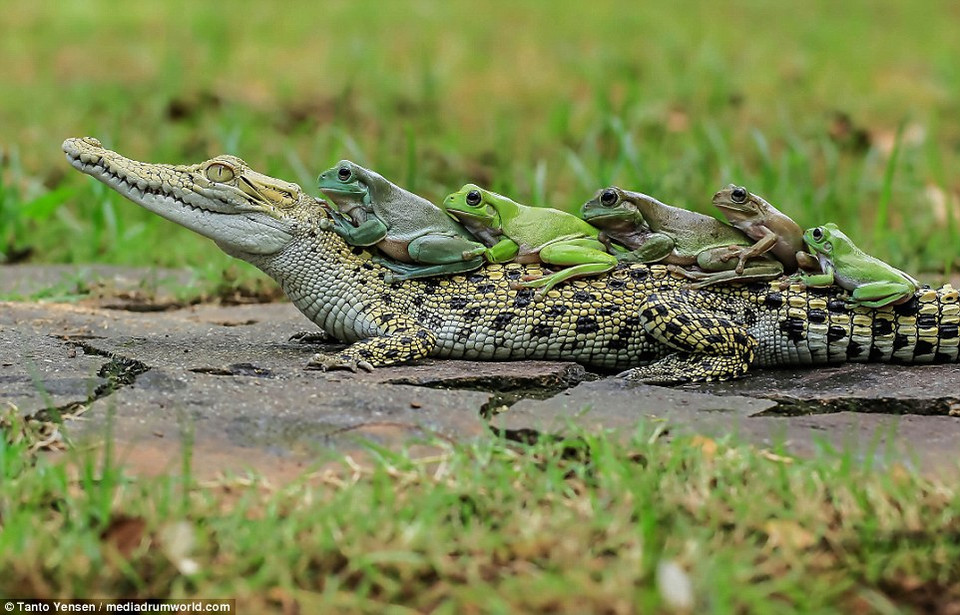 Những con ếch không hề tỏ ra sợ hãi khi tới gần chú cá sấu. (Nguồn: Tanto Yensen)