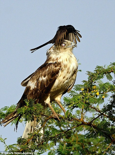 Con chim đại bàng lắc nhẹ đầu để đuổi con quạ đi. (Nguồn: Caters News Agency)