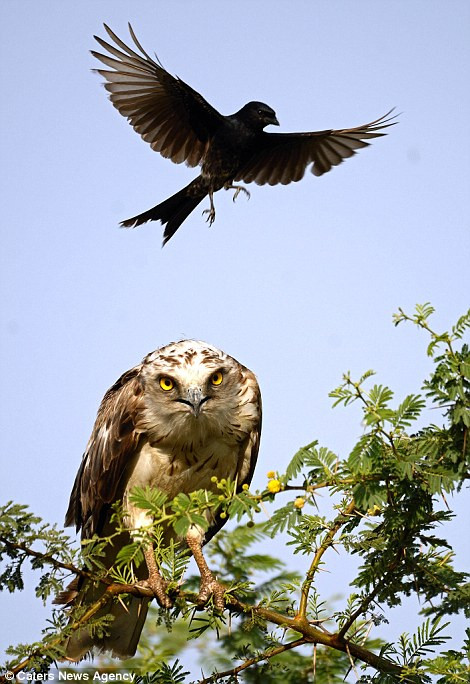 'Con quạ thấy đại bàng đứng gần tổ của mình nên nó đã bất chấp nguy hiểm làm như vậy để cố gắng đuổi kẻ thù đi' - Henriksen cho biết thêm. (Nguồn: Caters News Agency)
