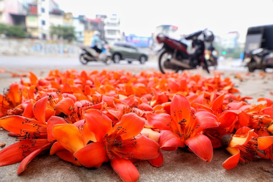 Hoa gạo rụng kín vỉa hè một số tuyến phố Hà Nội