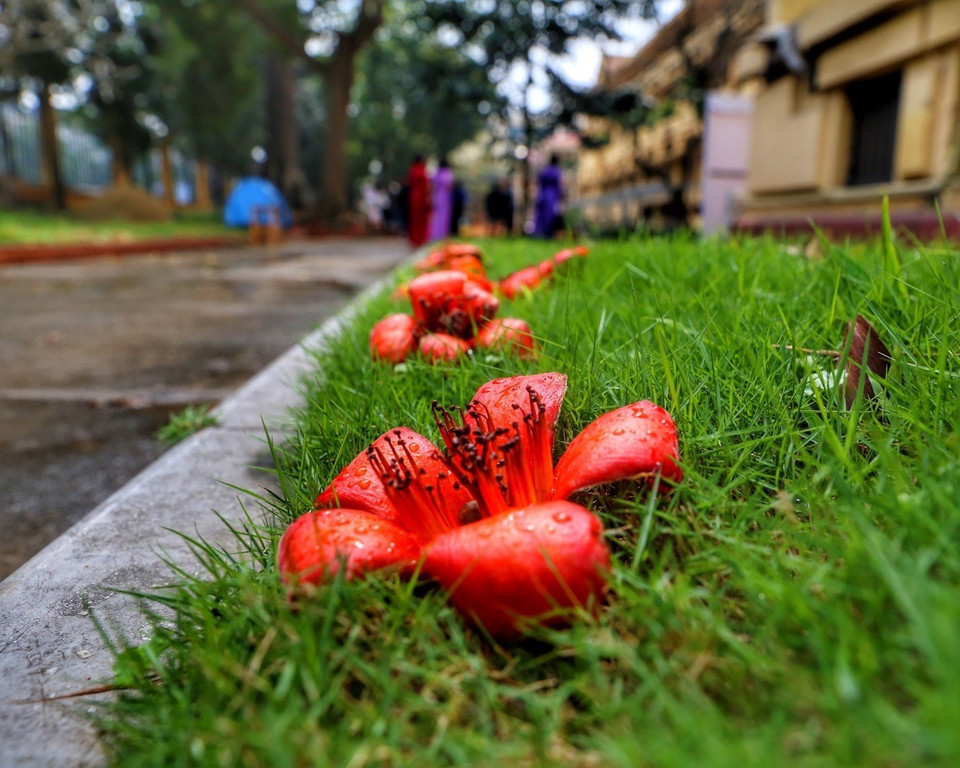 Hoa gạo là loài hoa cánh đơn, hoa có 5 cánh. Mỗi cánh khá dày và không mọc sát nhau nhưng lại nở rộ cùng một thời điểm. (Ảnh: Tuấn Đức/TTXVN)