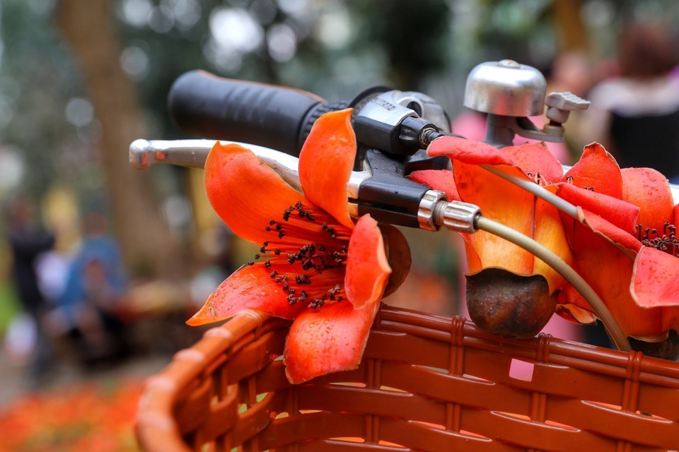 Hoa gạo là loài hoa cánh đơn, hoa có 5 cánh. Mỗi cánh khá dày và không mọc sát nhau nhưng lại nở rộ cùng một thời điểm. (Ảnh: Tuấn Đức/TTXVN)