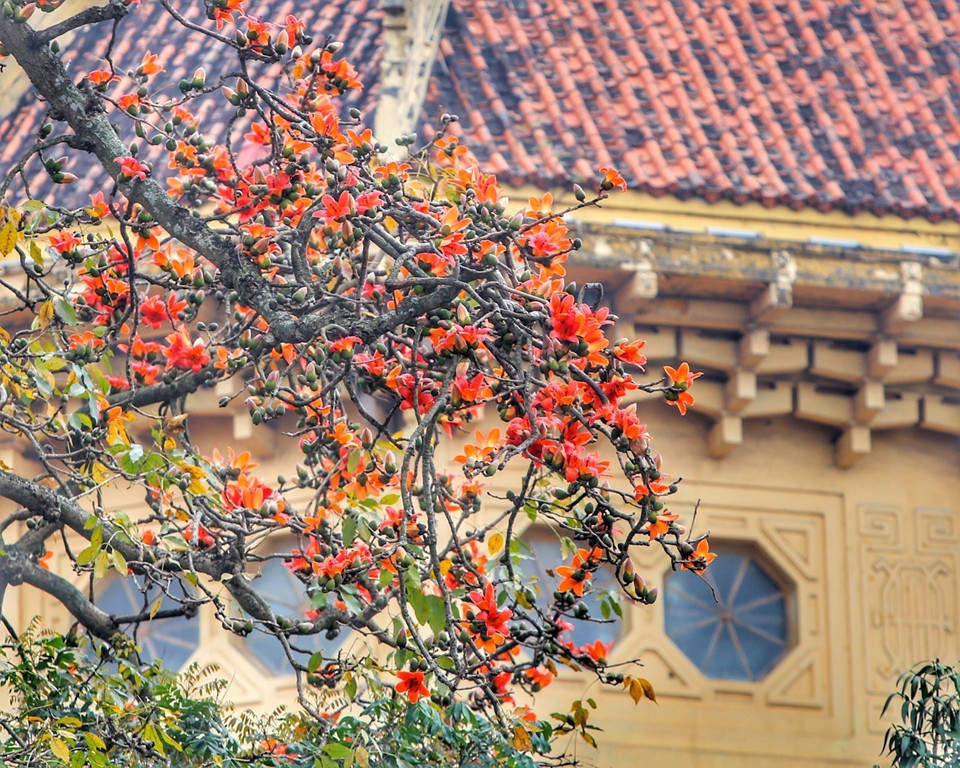 Cành hoa gạo như tôn thêm nét cổ kính của Bảo tàng Lịch sử Việt Nam. (Ảnh: Tuấn Đức/TTXVN)
