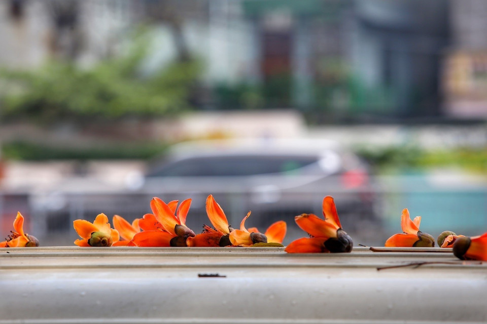 Hoa gạo còn được gọi bằng những cái tên khác như hoa pơlang, hoa mộc miên... (Ảnh: Tuấn Đức/TTXVN)