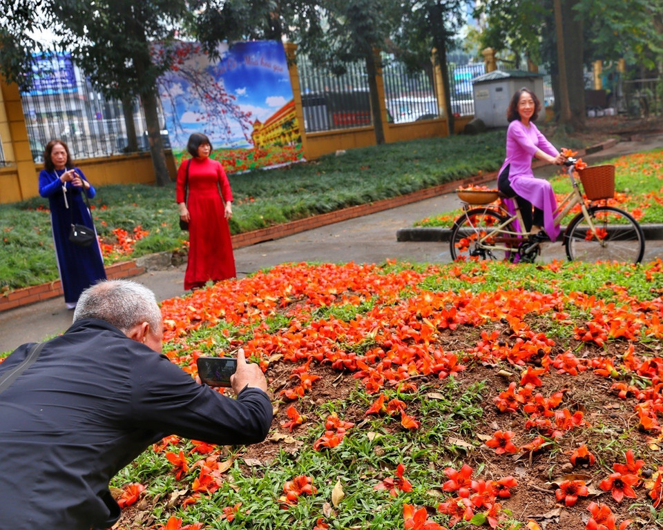 Vẻ đẹp rực rỡ của hoa gạo thu hút nhiều người dân thủ đô đến chụp ảnh kỷ niệm. (Ảnh: Tuấn Đức/TTXVN)