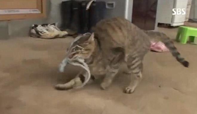 Chú mèo bất ngờ trước cú ra đòn của bạch tuộc. (Nguồn: SBS)