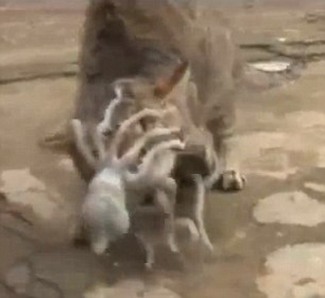 Sau một hồi giằng co chú mèo cũng đã khiến con bạch tuộc phải rời ra. (Nguồn: SBS)