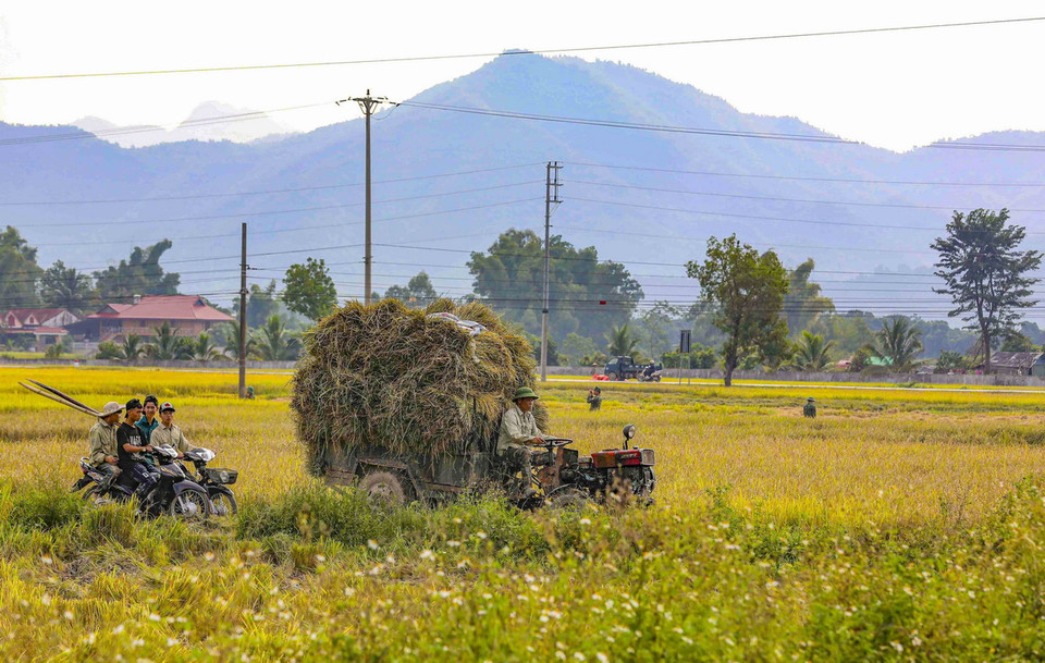Khung cảnh nhộn nhịp trên cánh đồng Mường Thanh. (Ảnh: Xuân Tư/TTXVN)