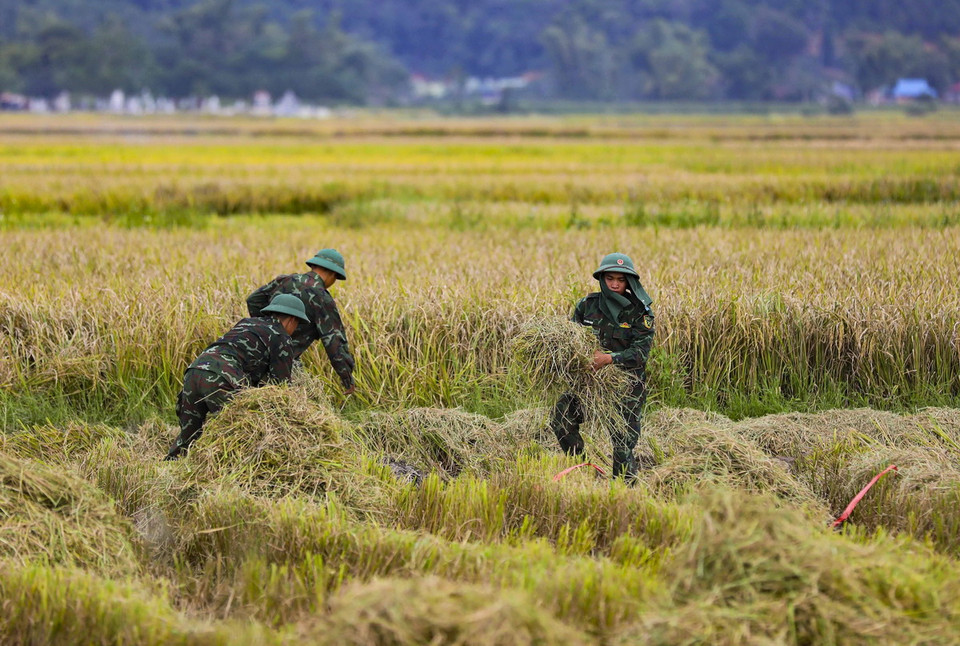 Bộ đội giúp dân thu hoạch lúa và rơm rạ trên cánh đồng Mường Thanh. (Ảnh: Xuân Tư /TTXVN)