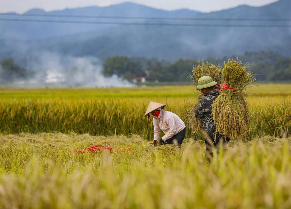 Những thửa ruộng trên cánh đồng Mường Thanh đang độ chín vàng. (Ảnh: Xuân Tư/ TTXVN)