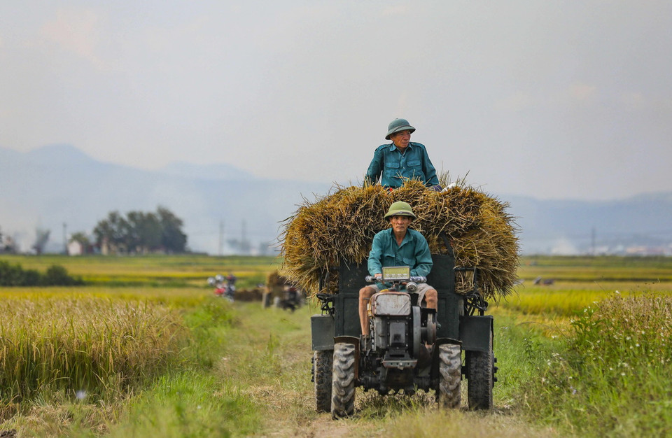 Thu hoạch lúa Hè Thu trên cánh đồng Mường Thanh. (Ảnh: Xuân Tư/TTXVN)