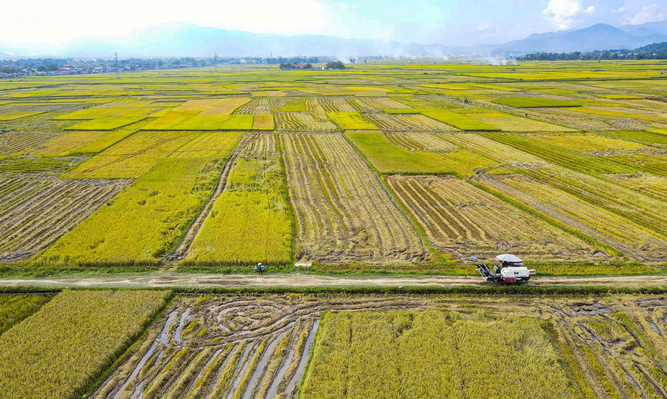Những thửa ruộng trên cánh đồng mường Thanh đang độ chín vàng. (Ảnh: Xuân Tư/ TTXVN)
