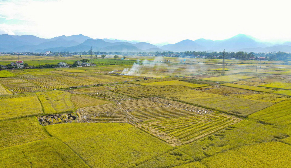 Mùa vàng rực rỡ trên cánh đồng Mường Thanh. (Ảnh: Xuân Tư/TTXVN)