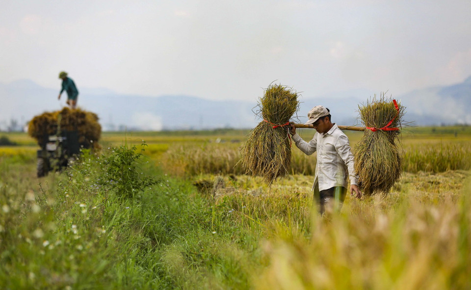 Những gánh lúa nặng trĩu được người dân thu hoạch trên cánh đồng Mường Thanh. (Ảnh: Xuân Tư/TTXVN)