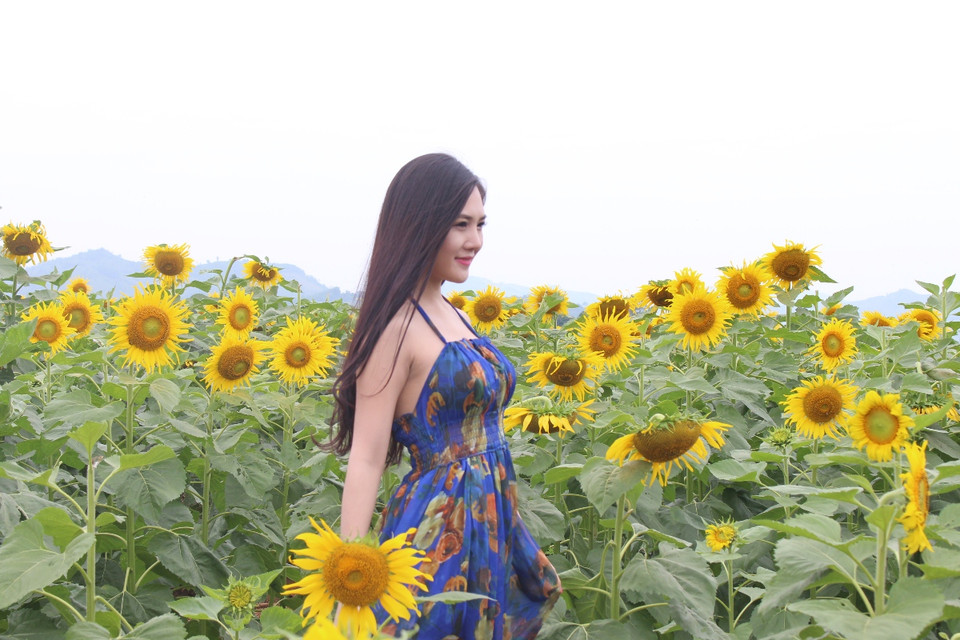 Từ khi cánh đồng hoa hướng dương ở huyện Nghĩa Đàn bắt đầu chớm nở vào đầu tháng 11, đến nay, mỗi ngày có hàng trăm lượt người đến tham quan, chụp ảnh. (Ảnh: Hùng Võ/Vietnam+)