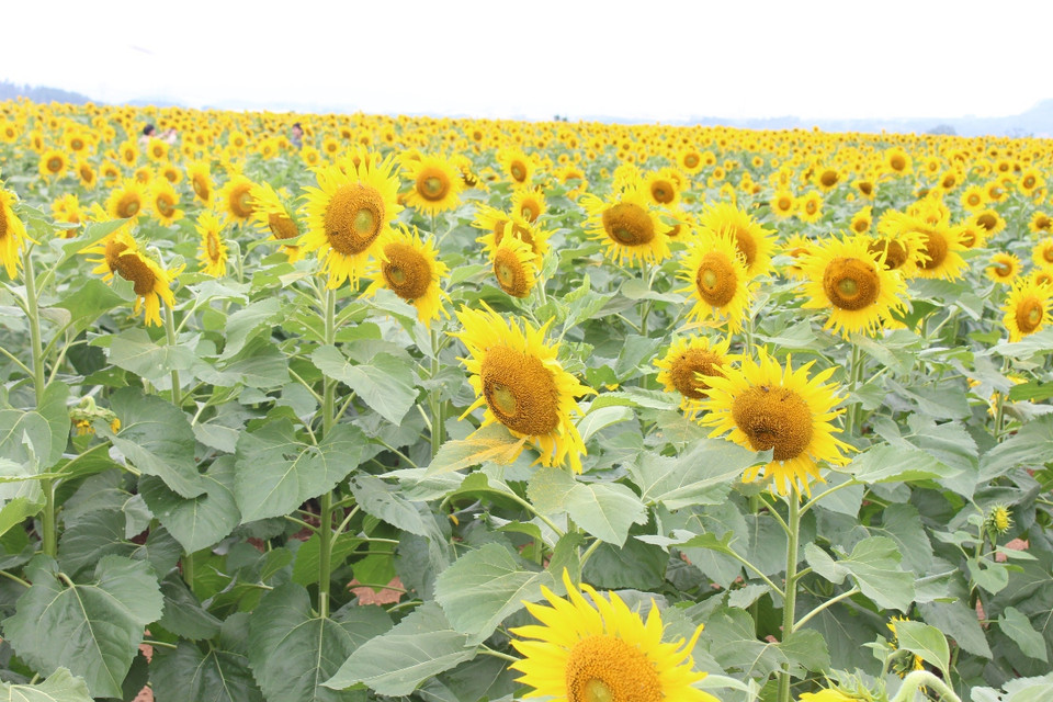 Cánh đồng hoa hướng dương ngập tràn sắc vàng. (Ảnh: Hùng Võ/Vietnam+)