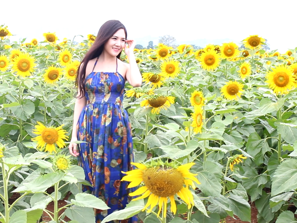 Cánh đồng hoa hướng dương đã trở thành một điểm đến tuyệt đẹp ở mảnh đất Phủ Quỳ ở miền Tây xứ Nghệ. (Ảnh: Hùng Võ/Vietnam+)