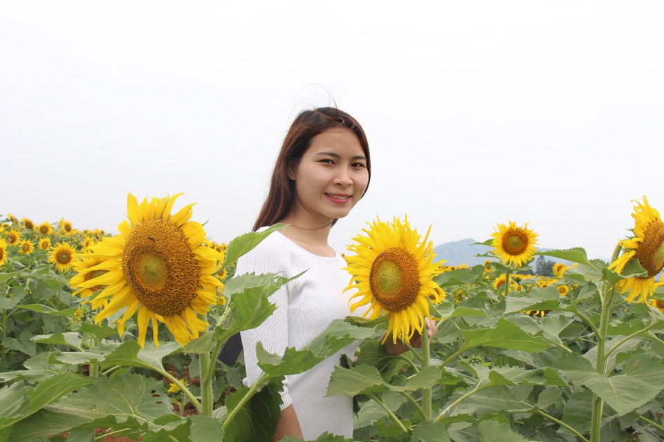 Cánh đồng hoa được trồng tách theo từng giai đoạn để đáp ứng nhu cầu tham quan của khách du lịch. (Ảnh: Hùng Võ/Vietnam+)