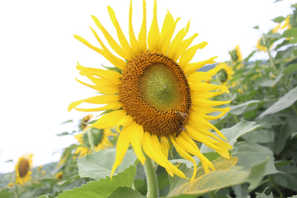 Lung linh loài hoa 'mặt trời' ở cao nguyên Phủ Quỳ của xứ Nghệ. (Ảnh: Hùng Võ/Vietnam+)