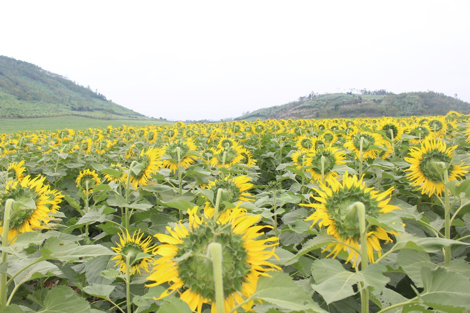 Hoa hướng dương ở cánh đồng Nghĩa Đàn đẹp như tranh vẽ, thường kéo dài từ giữa tháng 11 đến hết tháng 12. (Ảnh: Hùng Võ/Vietnam+)