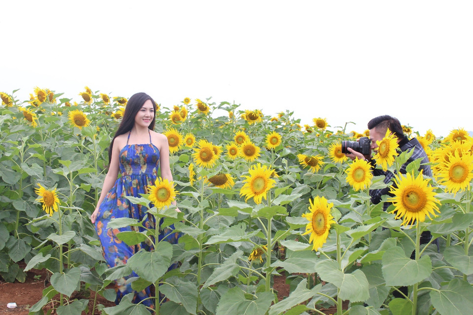 Cánh đồng hoa hướng dương ở Phủ Quỳ giờ là điểm đến yêu thích của nhiều bạn trẻ. (Ảnh: Hùng Võ/Vietnam+)