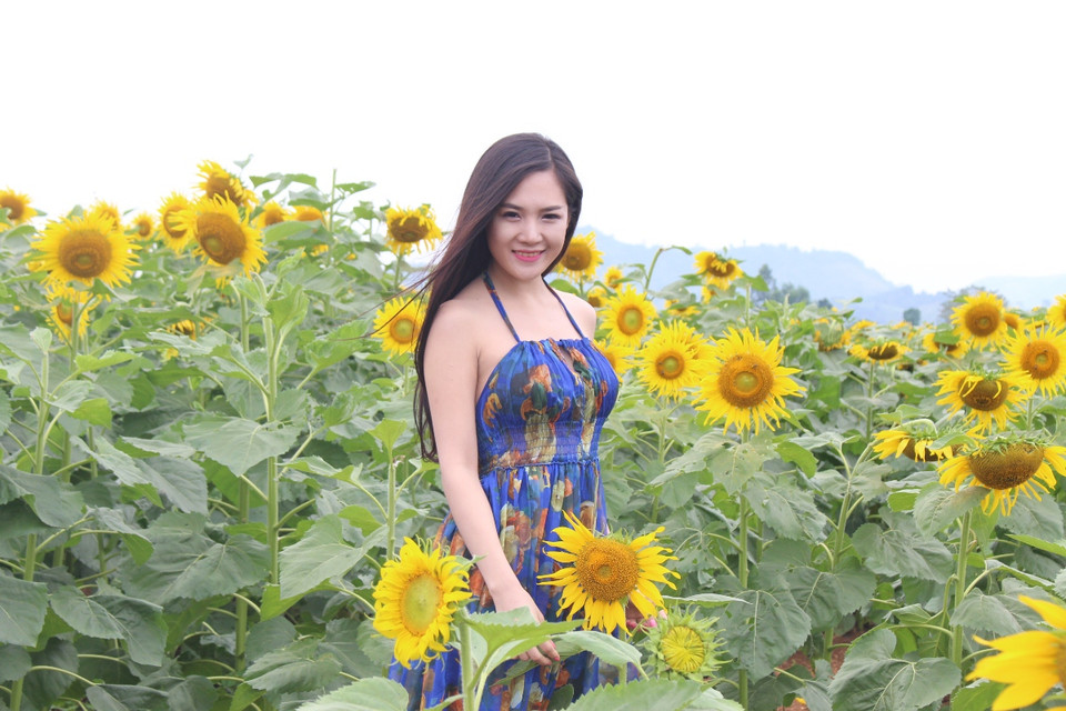 Cánh đồng hoa hướng dương của Tập đoàn TH được trồng với mục đích làm thức ăn cho đàn bò sữa. (Ảnh: Hùng Võ/Vietnam+)