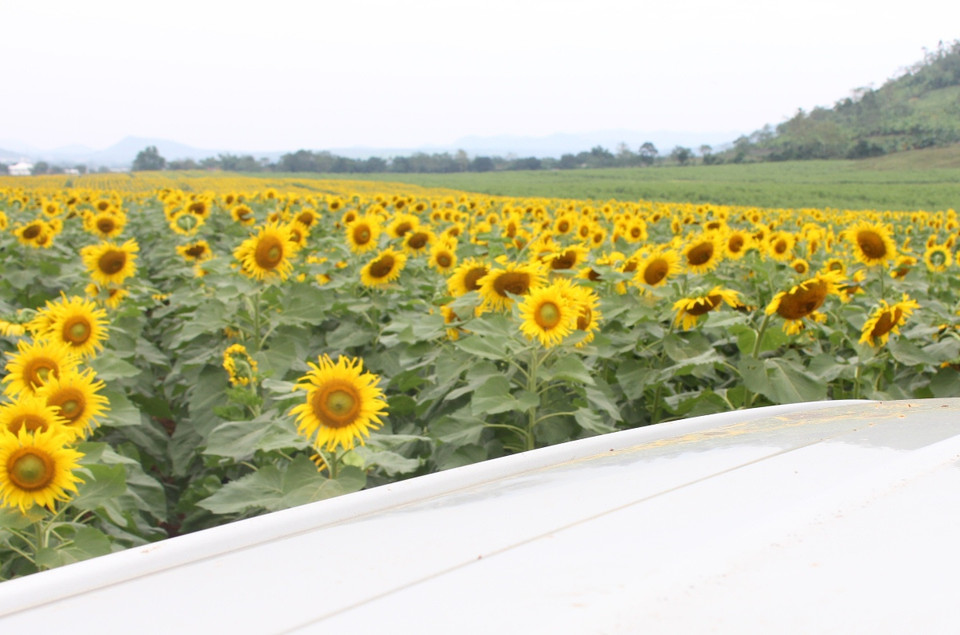 Trong tổng số gần 100 ha, hiện nay đã có hơn 30 ha hoa hướng dương nở rộ. (Ảnh: Hùng Võ/Vietnam+)