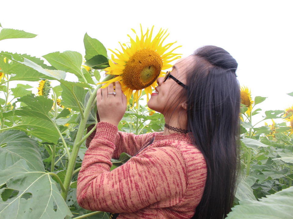 Cánh đồng hoa 'mặt trời' đã thu hút rất đông cả du khách đến từ các tỉnh-thành phố trên cả nước. (Ảnh: Hùng Võ/Vietnam+)