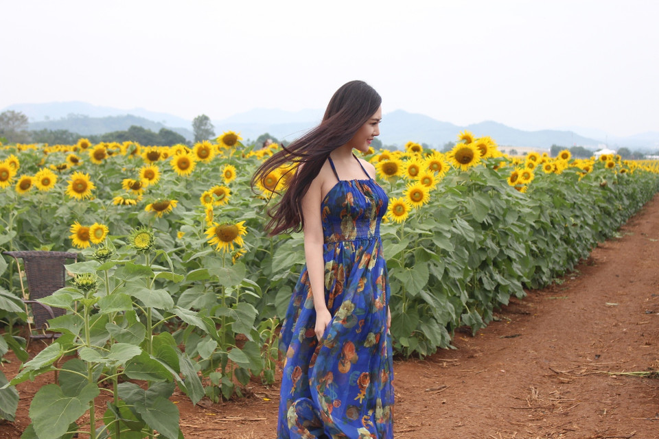 Cánh đồng hoa hướng dương được trồng để phục vụ chăn nuôi nên du khách được tham quan, chụp ảnh tự do. (Ảnh: Hùng Võ/Vietnam+)